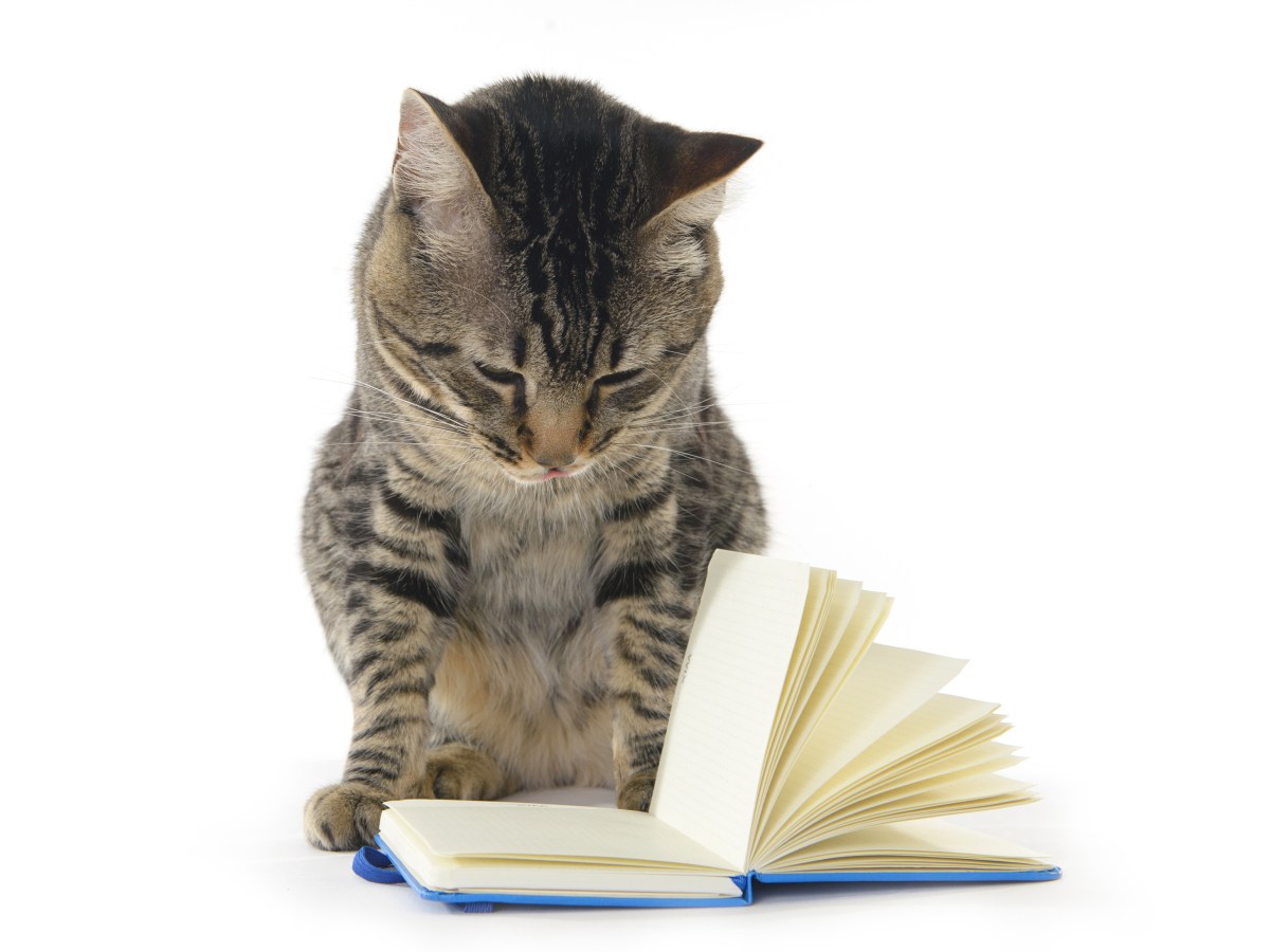 The Story Grid vs. Save the&nbsp;Cat